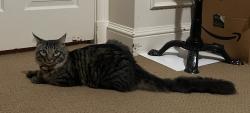 Reunited Unknown Cat last seen Esplanade and LaVeta, Orange, CA 92869