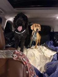 Reunited Male Dog last seen Valleydale Road & Highway 31, Pelham, AL 35124