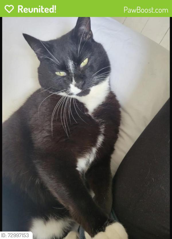 Reunited Male Cat last seen Ipswich Rd, Norfolk, England NR4 6QF