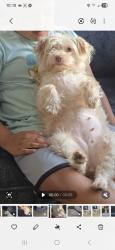 Reunited Female Dog last seen Near core apmts , Anaheim, CA 92805