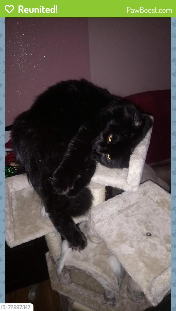 Reunited Male Cat last seen Drumlochy Road , Glasgow City, Scotland G33 3RE
