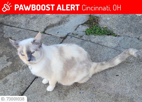 Lost Female Cat last seen Columbia Tusclum , Cincinnati, OH 45226