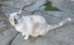 Lost Female Cat last seen Columbia Tusclum , Cincinnati, OH 45226