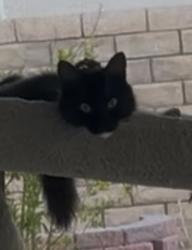 Found/Stray Female Cat last seen 33rd St., West and Arious Way, Lancaster, CA 93536
