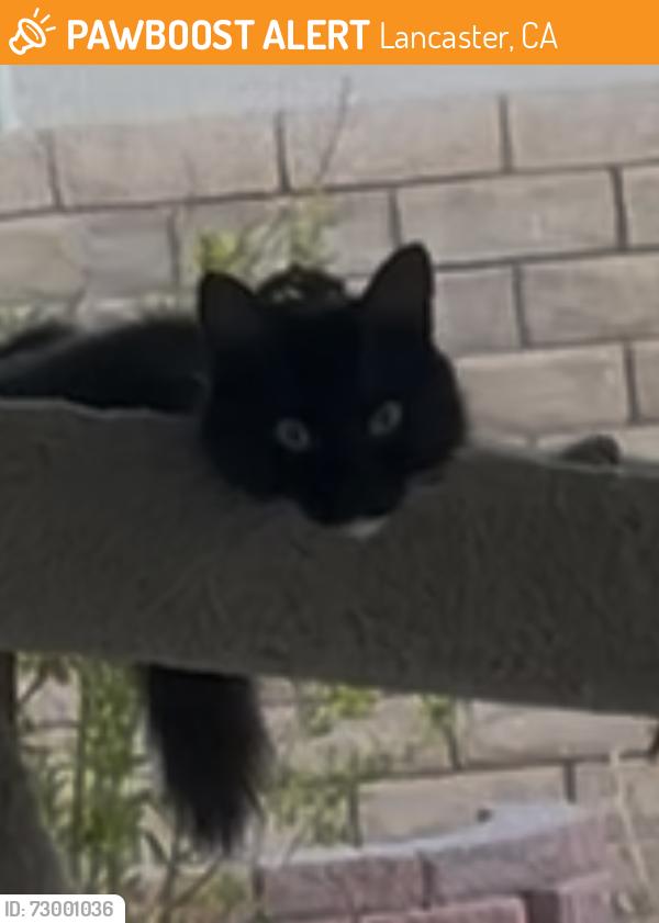 Found/Stray Female Cat last seen 33rd St., West and Arious Way, Lancaster, CA 93536