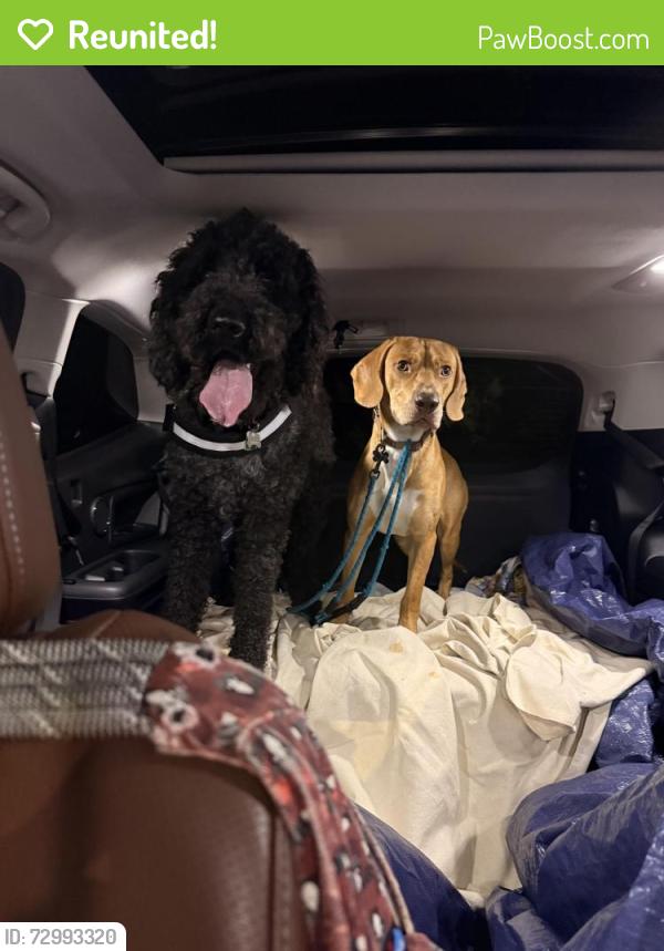 Reunited Male Dog last seen Valleydale Road & Highway 31, Pelham, AL 35124