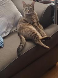 Lost Male Cat last seen Bell st. , Salem, OR 97301