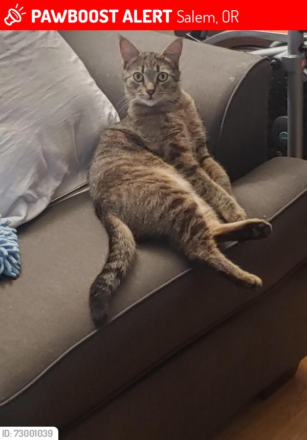 Lost Male Cat last seen Bell st. , Salem, OR 97301