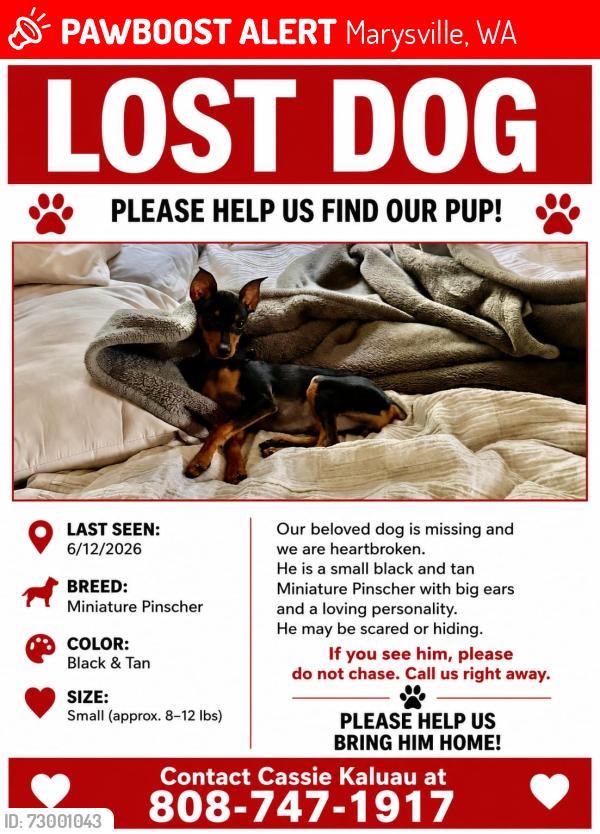 Lost Male Dog last seen Behind chick fil a in marysville, Marysville, WA 98270