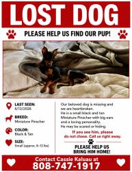 Lost Male Dog last seen Behind chick fil a in marysville, Marysville, WA 98270