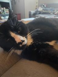 Lost Male Cat last seen Green LN, Hardin Valley, TN 37931