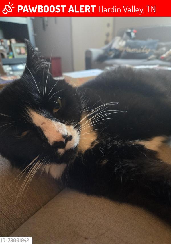 Lost Male Cat last seen Green LN, Hardin Valley, TN 37931