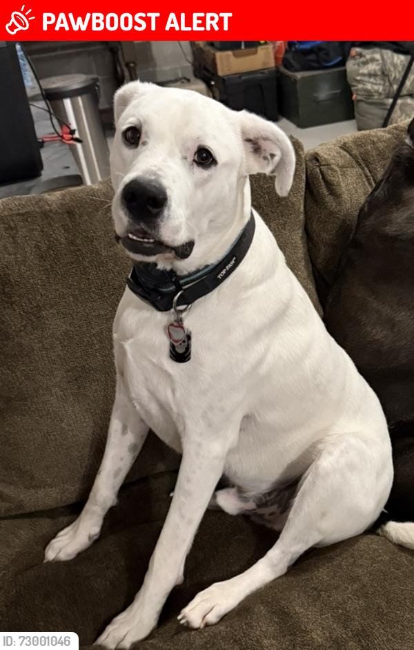 Lost Male Dog last seen Livonia twp,97th St NW Zimmerman, Livonia Township, MN 55398