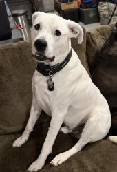 Lost Male Dog last seen Livonia twp,97th St NW Zimmerman, Livonia Township, MN 55398