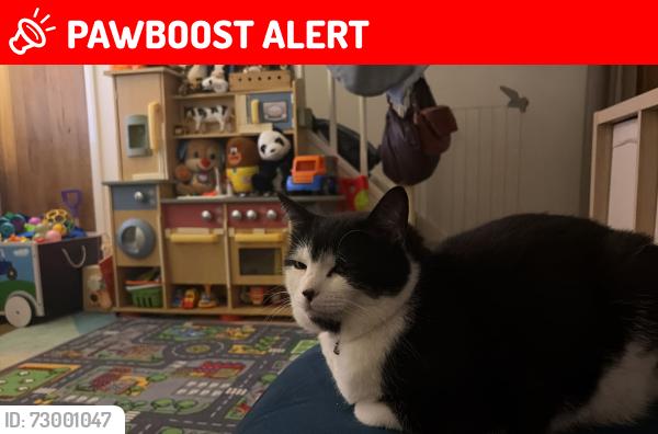 Lost Male Cat last seen . , Devon, England TQ7 1RW