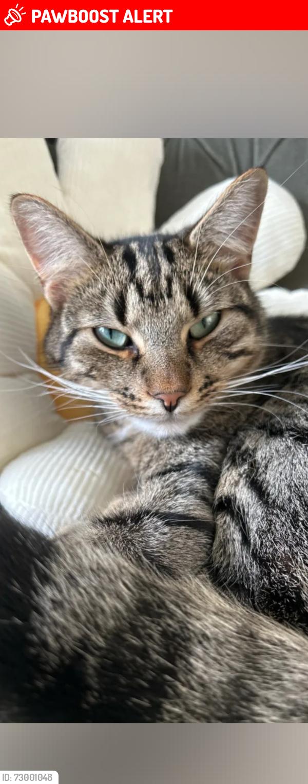Deceased Male Cat last seen Hartshill park , Stoke-on-Trent, England ST4