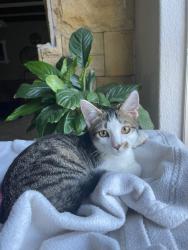 Lost Male Cat last seen Malmesbury Street, Wingate Park, Pretoria, GP 0153
