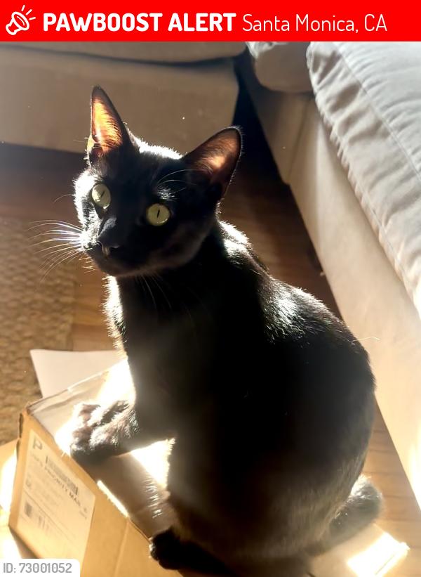 Lost Male Cat last seen New York Bagel , Santa Monica, CA 90404