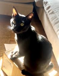 Lost Male Cat last seen New York Bagel , Santa Monica, CA 90404