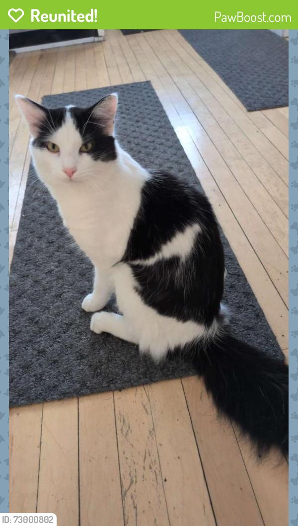 Reunited Male Cat last seen Latitude at Riverchase , Hoover, AL 35216