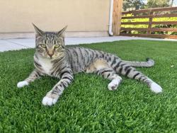 Reunited Female Cat last seen Calle madreselva , Thousand Oaks, CA 91360