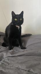 Reunited Female Cat last seen Near cedar st, Guelph, ON N1G