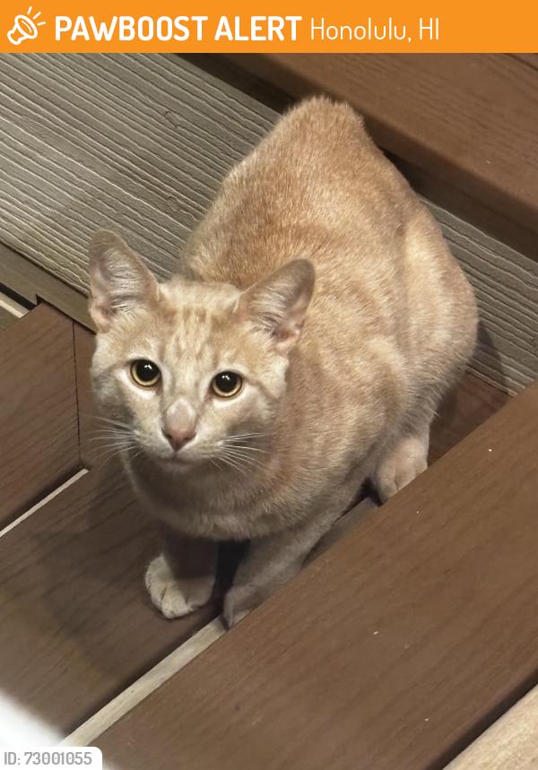 Found/Stray Unknown Cat last seen Waialae Nui Ridge, Honolulu, HI 96821