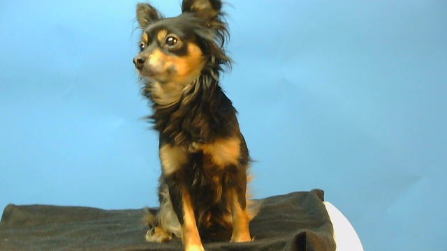 Shelter Stray Female Dog last seen , 216 W Victoria St, Gardena, CA 90248, USA