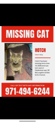 Lost Male Cat last seen Glen Echo Ave and Abernethy Lane, Gladstone, OR 97027