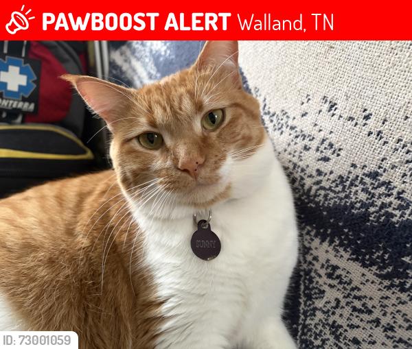 Lost Female Cat last seen Old Walland Hwy, below Leatherwood ests, Walland, TN 37886