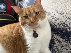Lost Female Cat last seen Old Walland Hwy, below Leatherwood ests, Walland, TN 37886