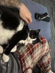 Lost Female Cat last seen Firewalker lane and Sergi canyon Dr, Indianapolis, IN 46217