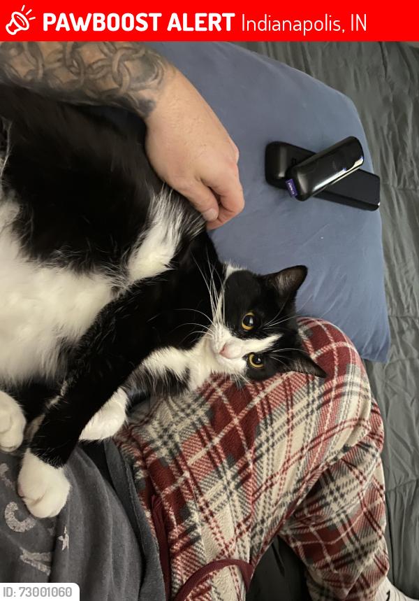 Lost Female Cat last seen Firewalker lane and Sergi canyon Dr, Indianapolis, IN 46217