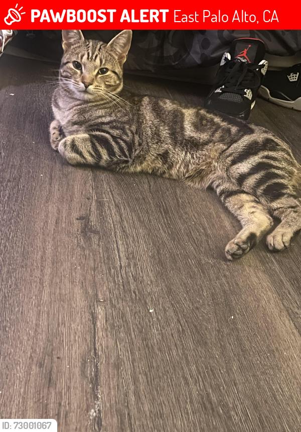 Lost Male Cat last seen Near menalto ave, East Palo Alto, CA 94303