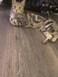 Lost Male Cat last seen Near menalto ave, East Palo Alto, CA 94303