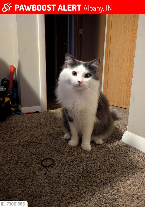 Lost Male Cat last seen Granville Neighborhood in Albany Indiana, Albany, IN 47320