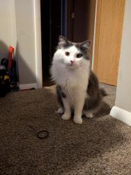 Lost Male Cat last seen Granville Neighborhood in Albany Indiana, Albany, IN 47320