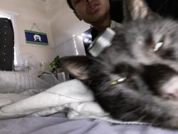Lost Male Cat last seen Near bates crt, East Brisbane, QLD 4169