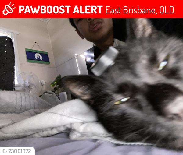 Lost Male Cat last seen Near bates crt, East Brisbane, QLD 4169