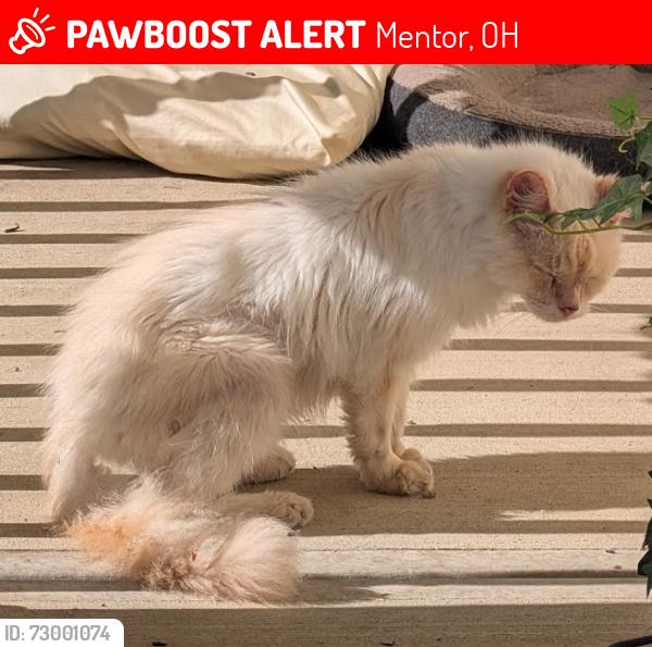 Lost Male Cat last seen Little mountain Rd & murray ave, Mentor, OH 44060