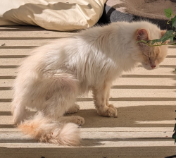 Lost Male Cat last seen Little mountain Rd & murray ave, Mentor, OH 44060