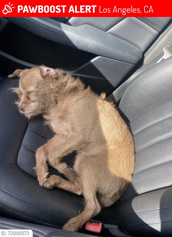 Lost Female Dog last seen behind saint genevies highschool neighbor hood , Los Angeles, CA 91402