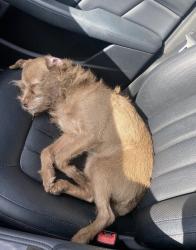 Lost Female Dog last seen behind saint genevies highschool neighbor hood , Los Angeles, CA 91402
