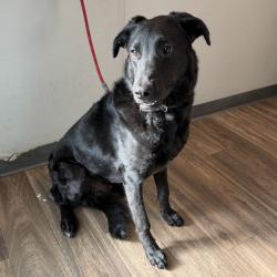 Shelter Stray Male Dog last seen Tierrasanta Boulevard, San Diego, CA, 92124, 5500 Gaines St, San Diego, CA 92110, USA