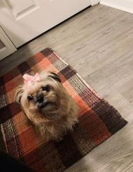 Lost Female Dog last seen Broadway apmts #5 on Broadway Street, Muskogee, OK 74401