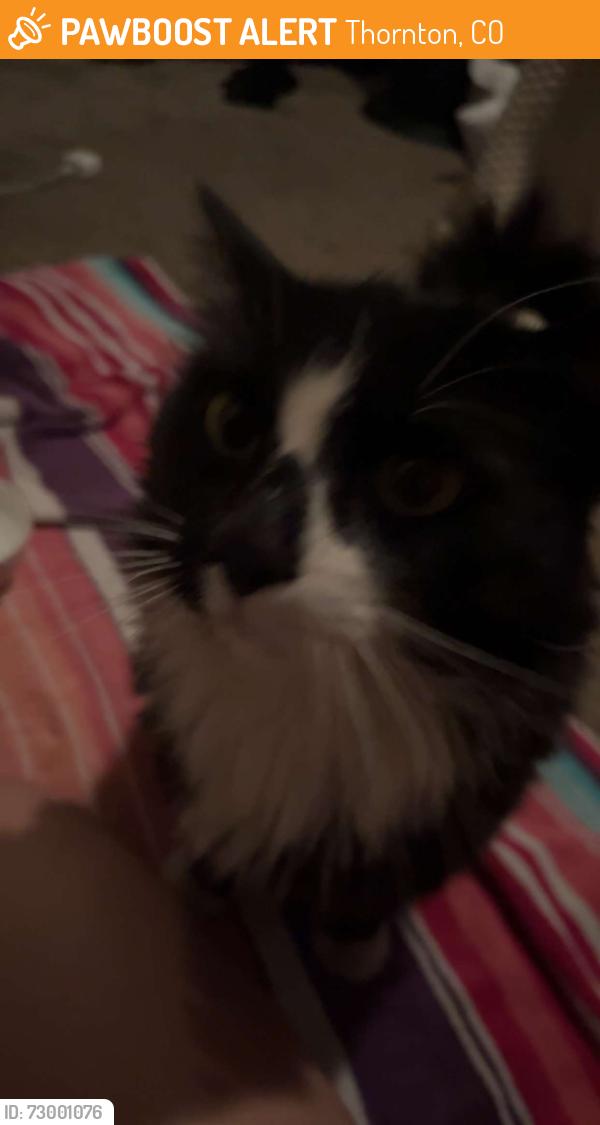 Found/Stray Male Cat last seen hmstd hill park Thornton Colorado , Thornton, CO 80602