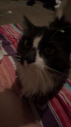 Found/Stray Male Cat last seen hmstd hill park Thornton Colorado , Thornton, CO 80602