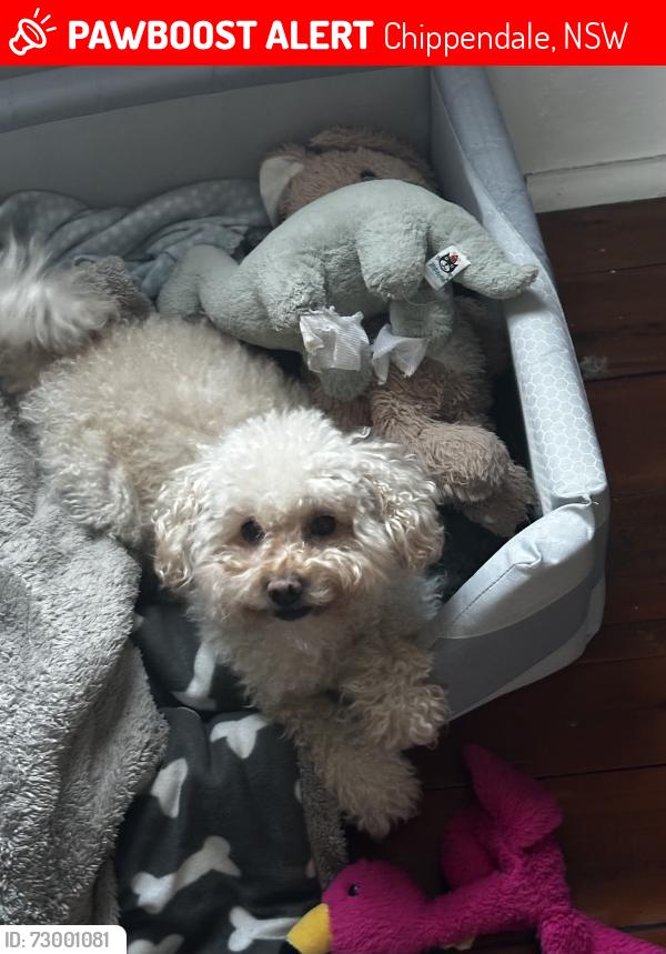 Lost Female Dog last seen Near rose st chippendale, Chippendale, NSW 2008