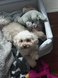 Lost Female Dog last seen Near rose st chippendale, Chippendale, NSW 2008
