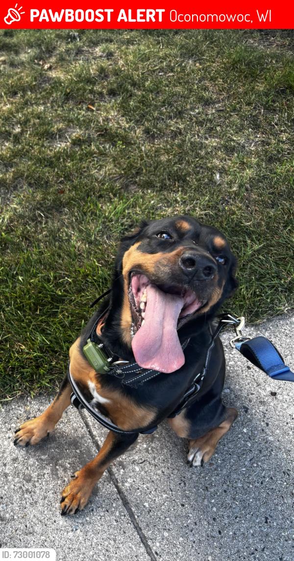 Lost Female Dog last seen North side of Oconomowoc, WI , Oconomowoc, WI 53066